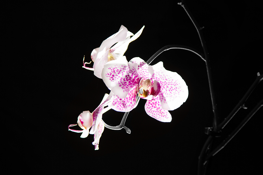 Orchidee