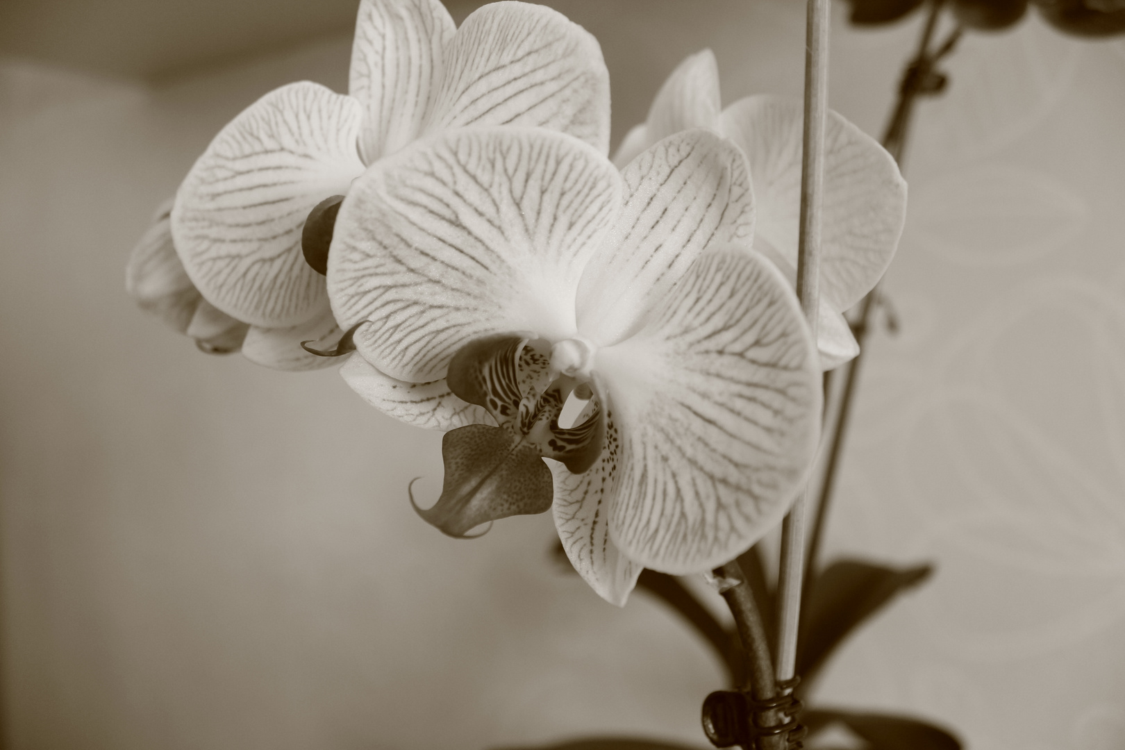 Orchidee