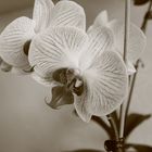 Orchidee