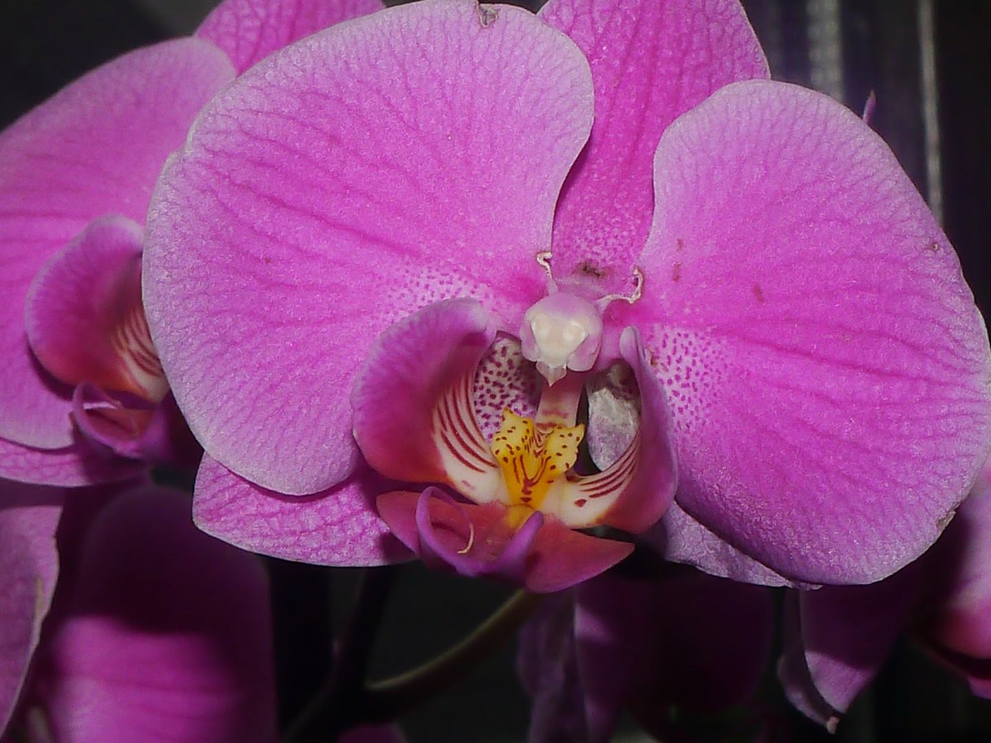 Orchidee