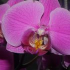 Orchidee