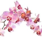 Orchidee