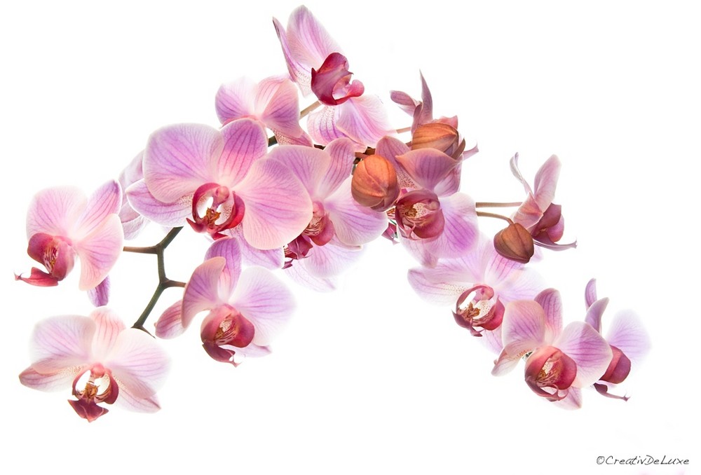 Orchidee