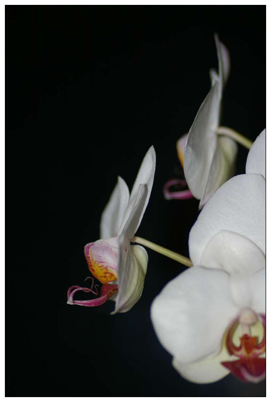 Orchidee