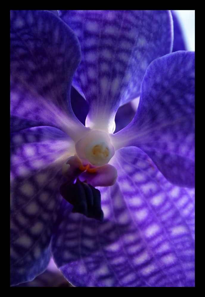 Orchidee