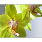 Orchidee