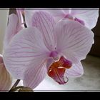 Orchidee