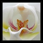 Orchidee