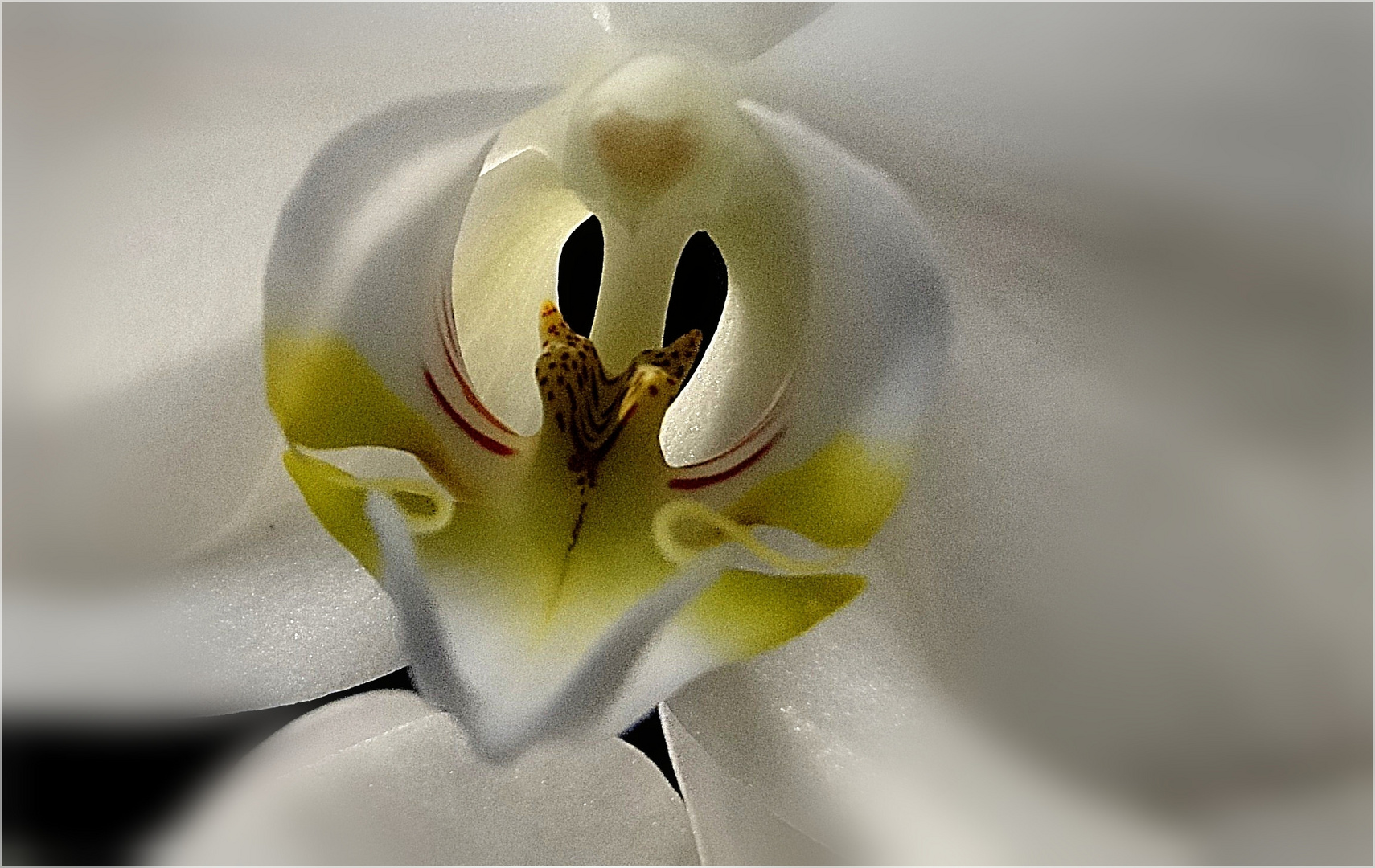 Orchidee ...