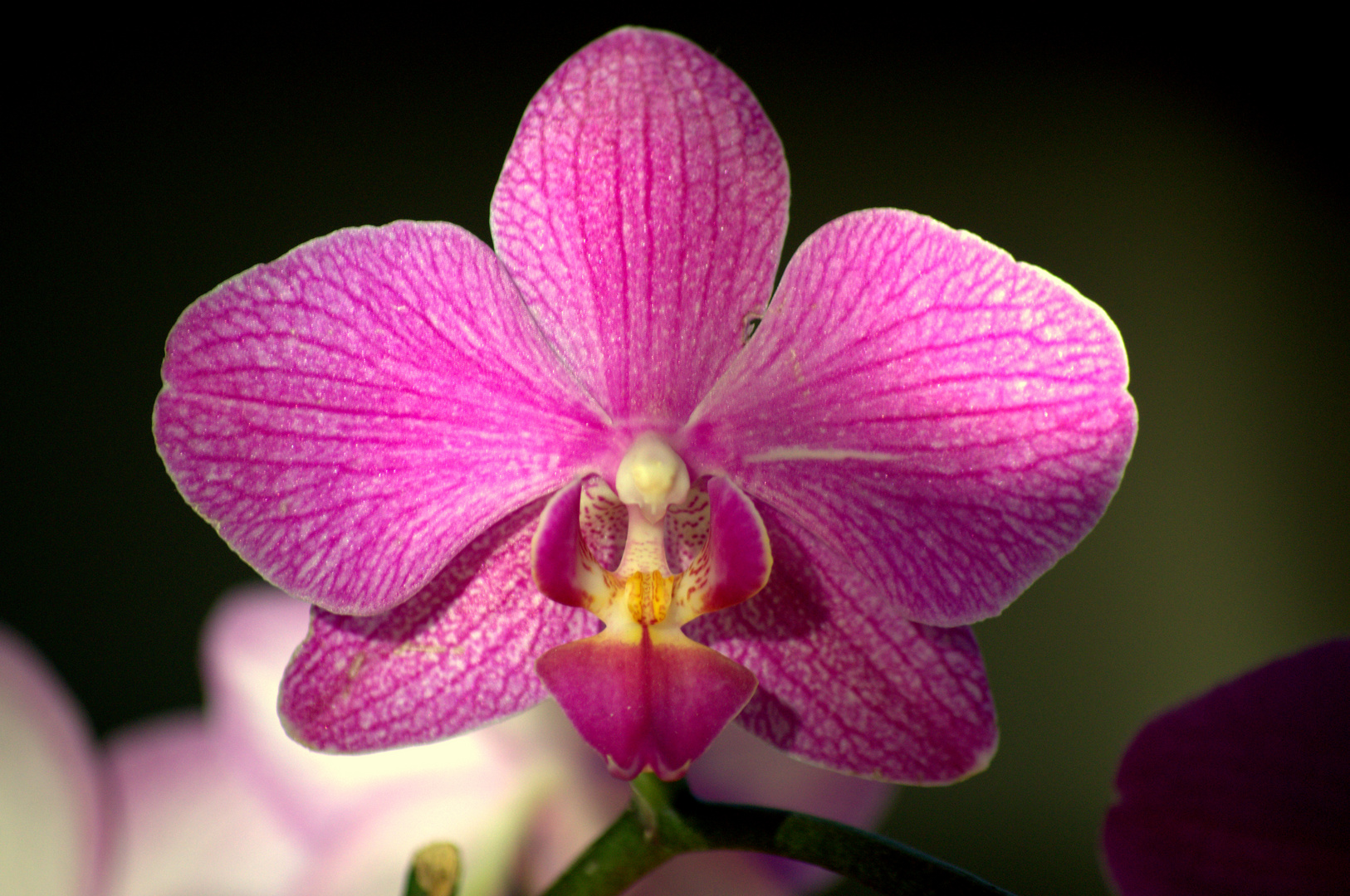 Orchidee