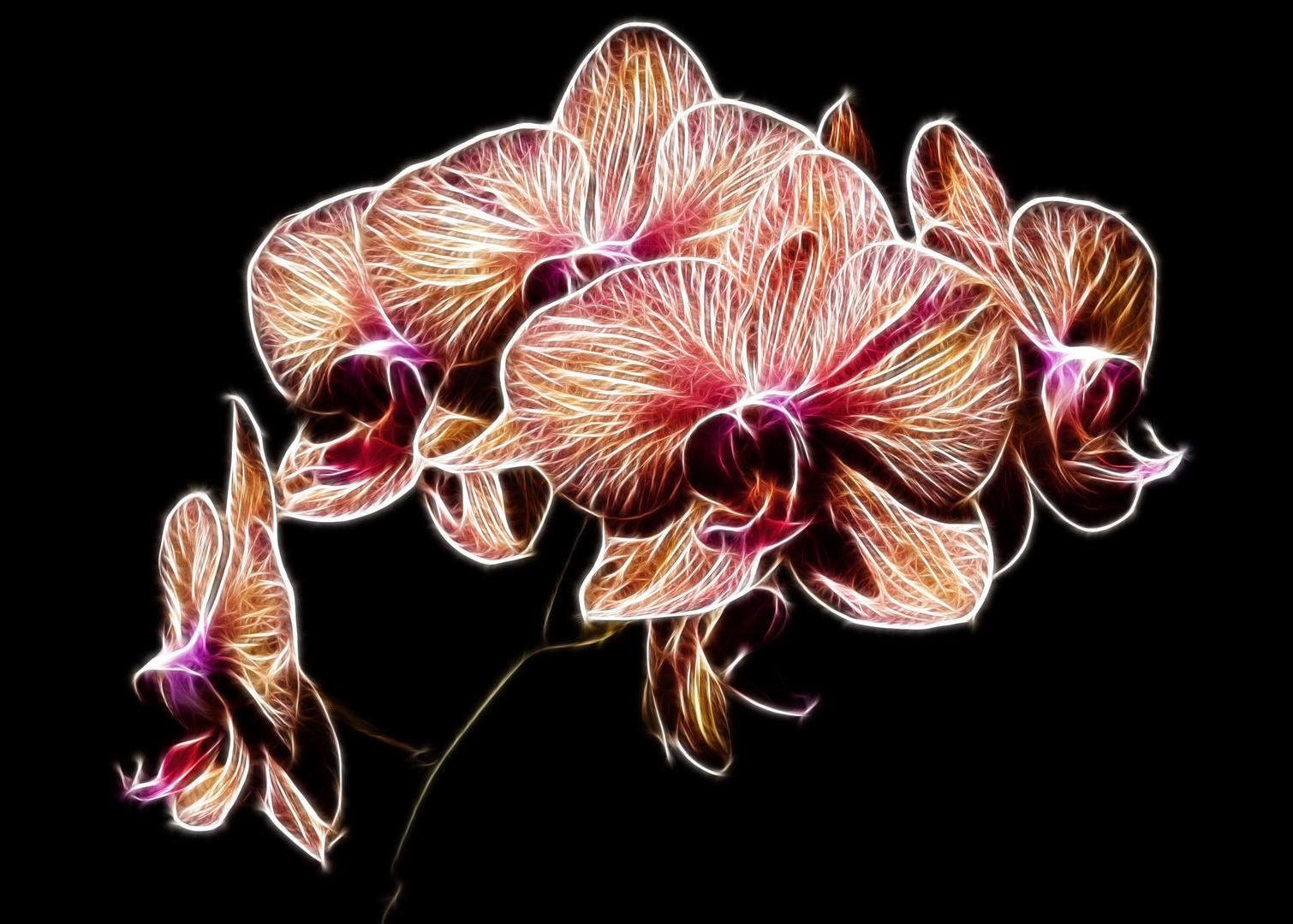 Orchidee