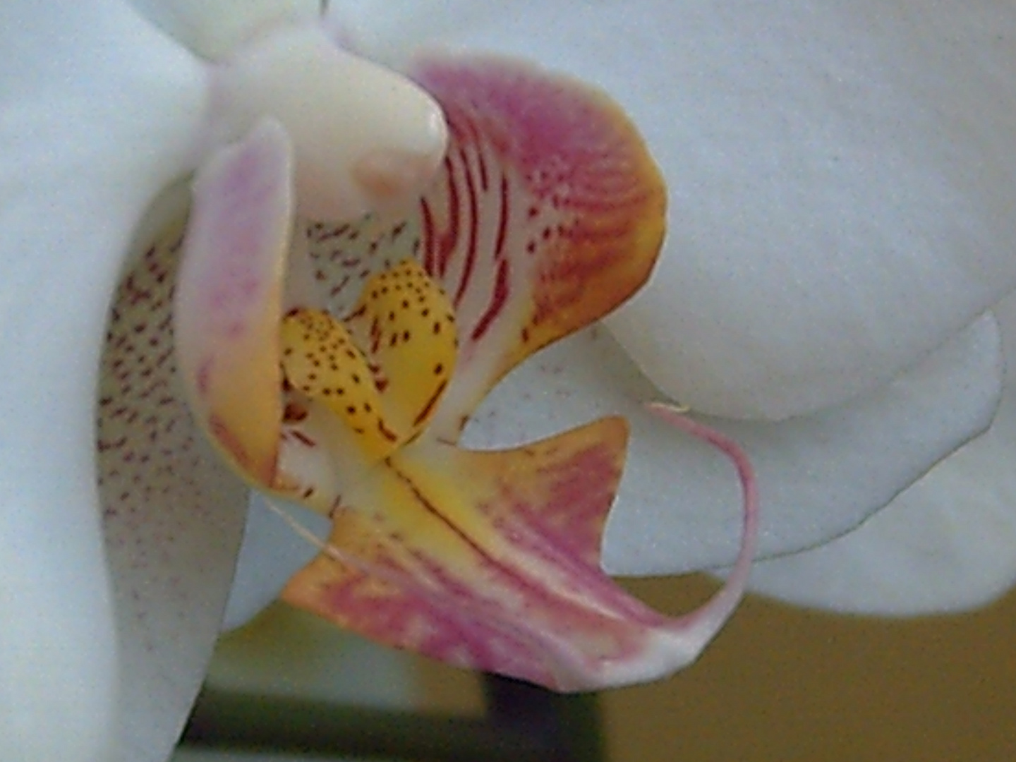 Orchidee