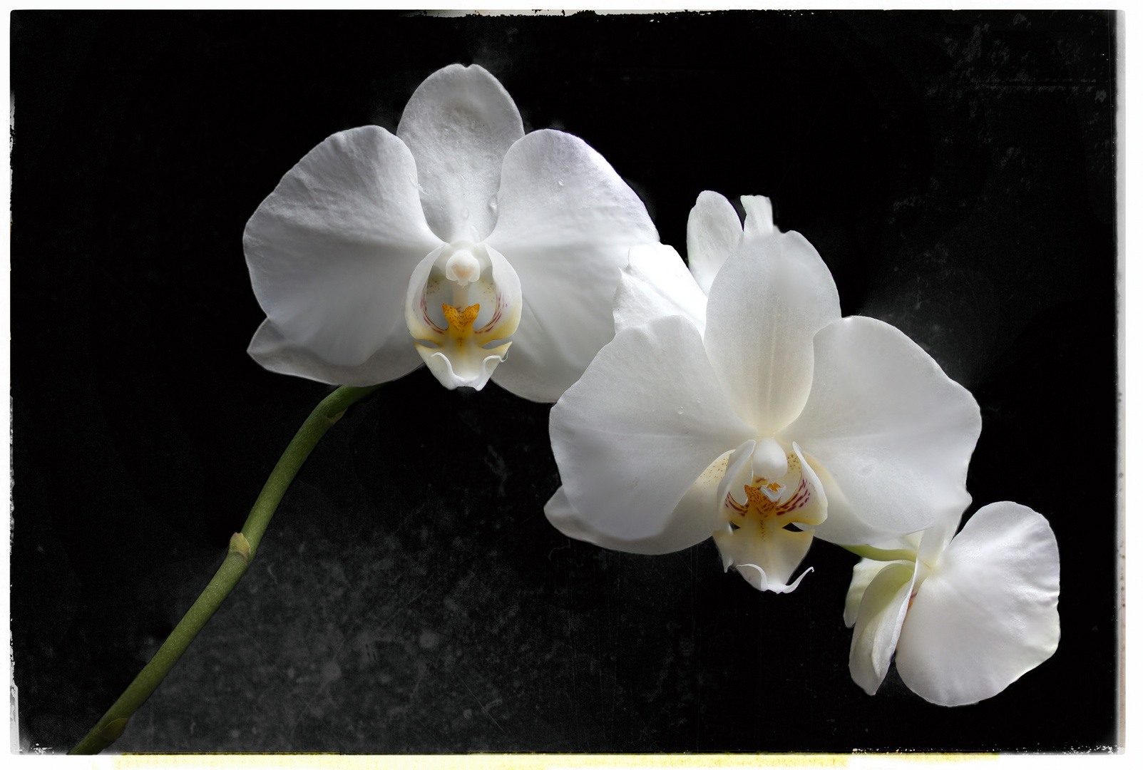 Orchidee