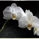 Orchidee