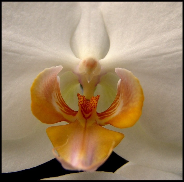 Orchidee