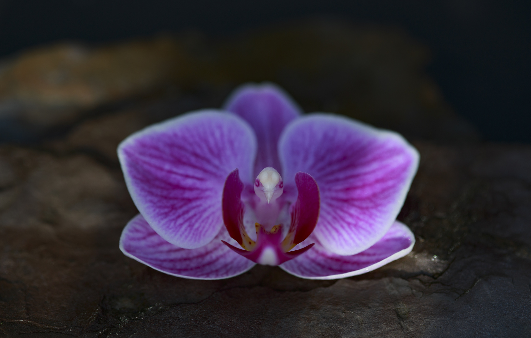 Orchidee