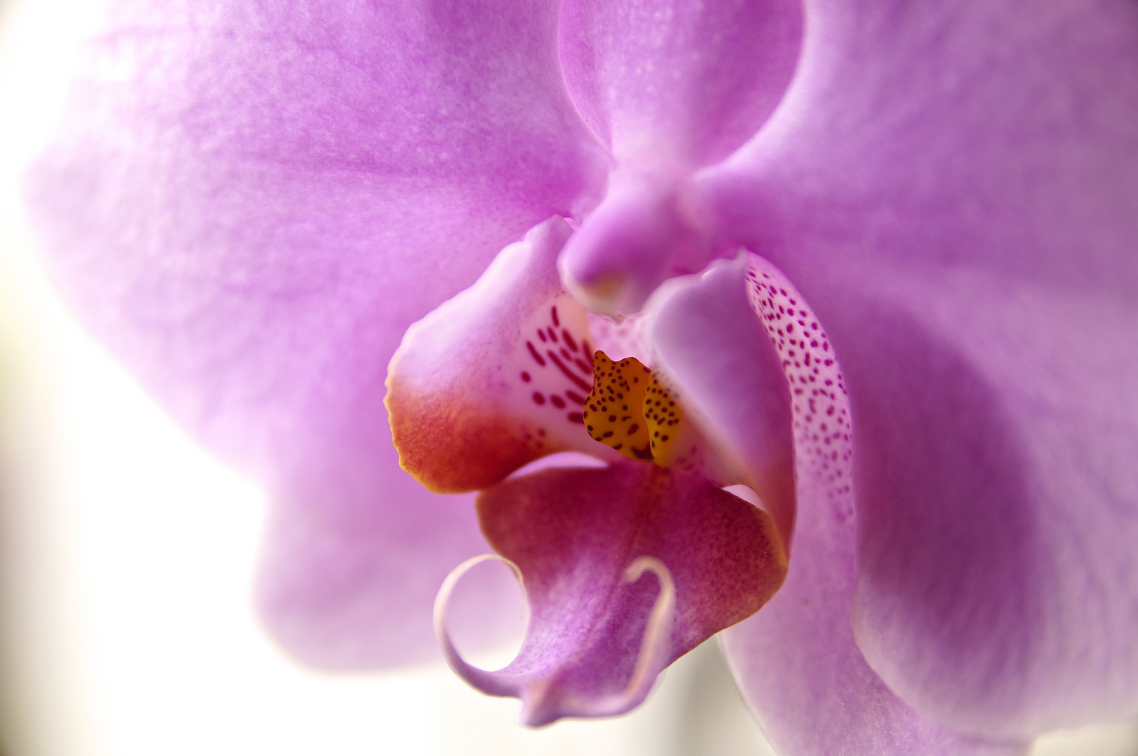 Orchidee