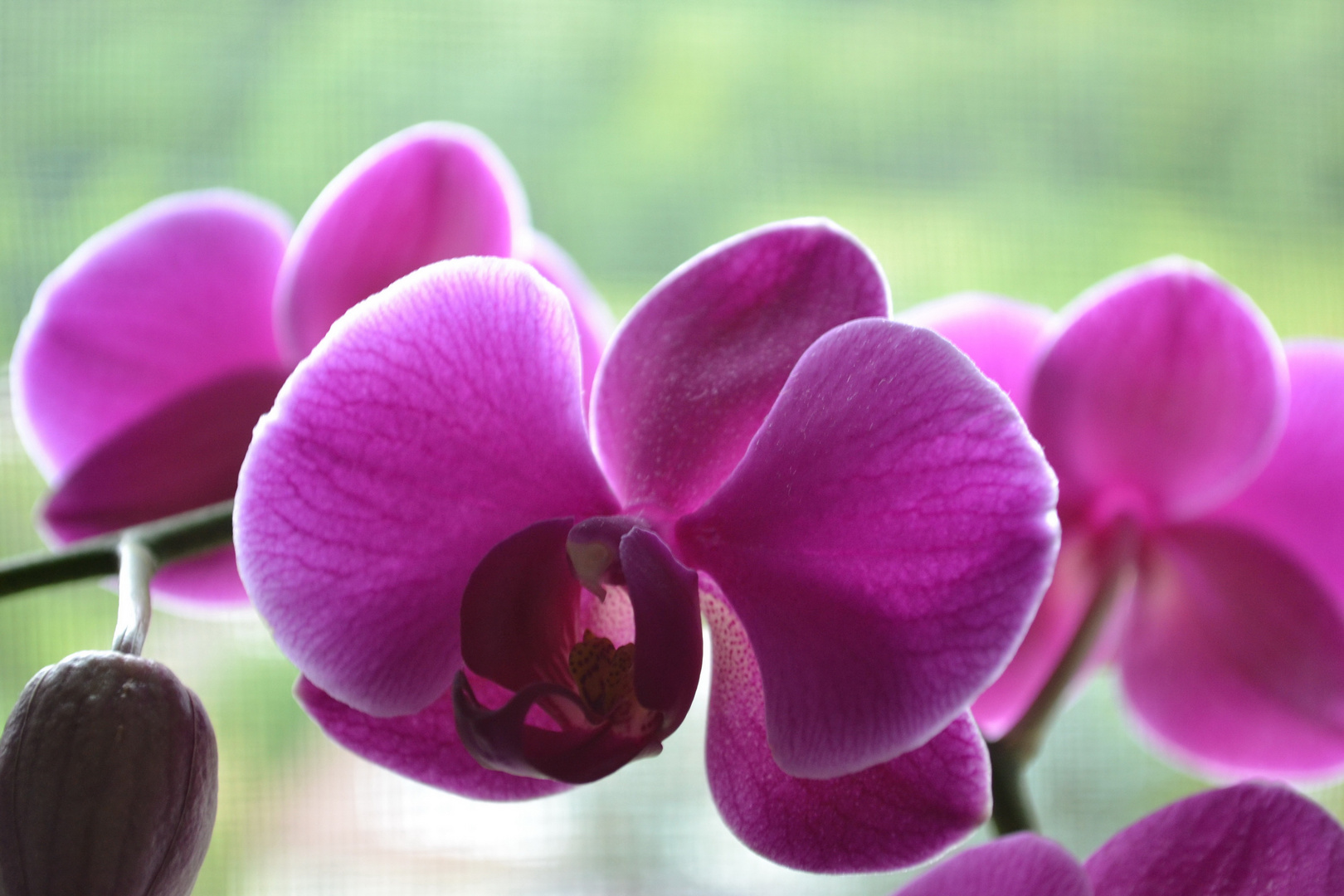 Orchidee