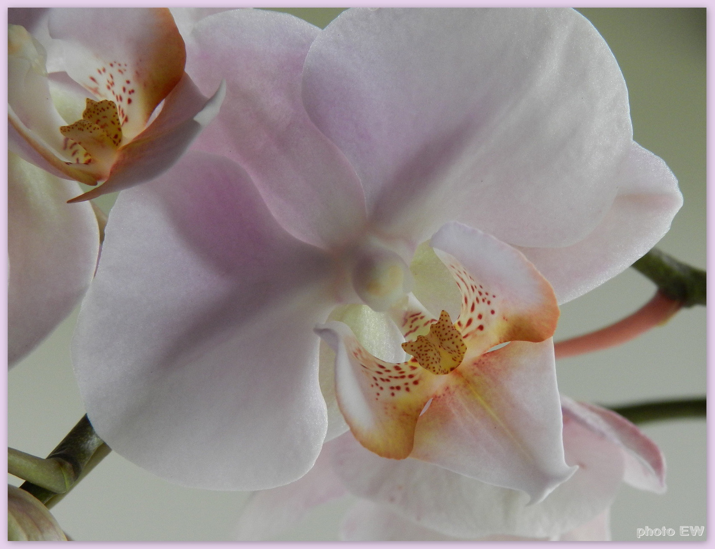 Orchidee...