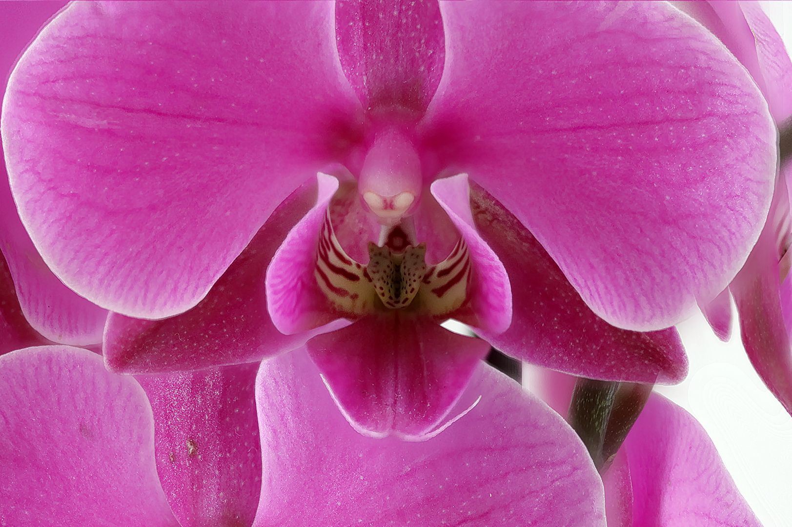 Orchidee