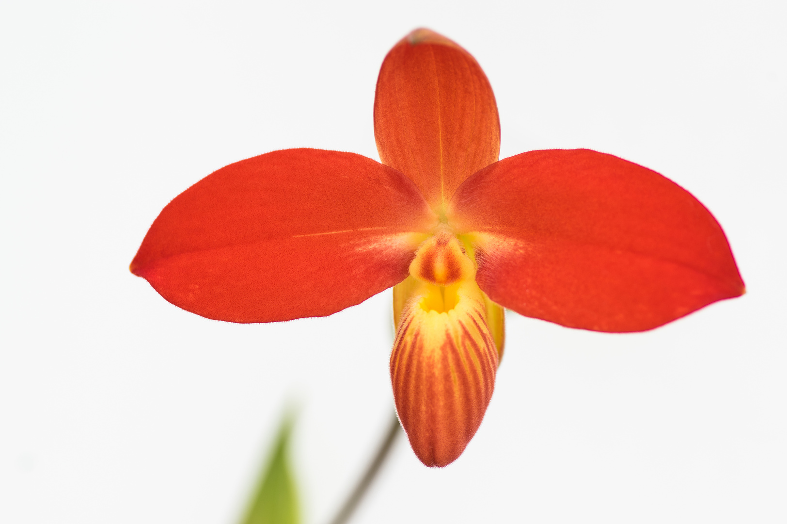 Orchidee