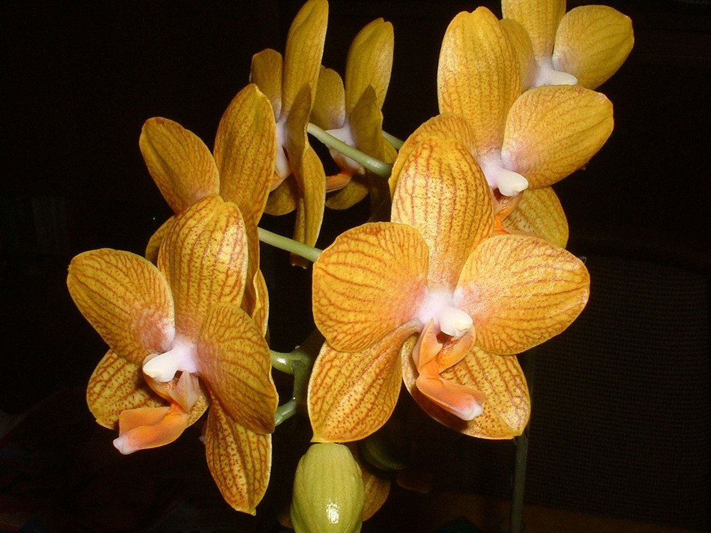 Orchidee