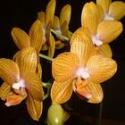 Orchidee