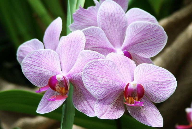 Orchidee