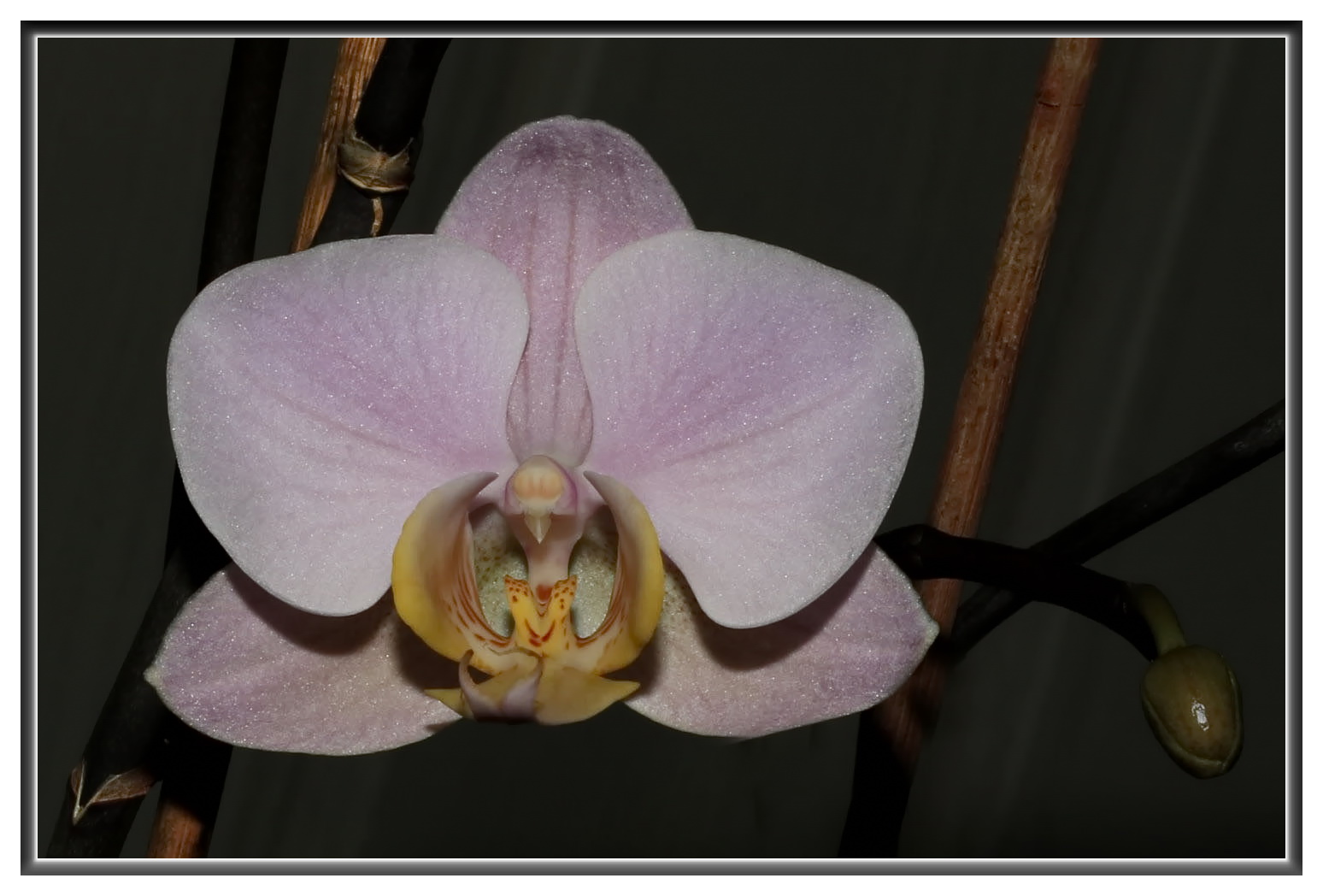 Orchidee