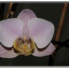 Orchidee