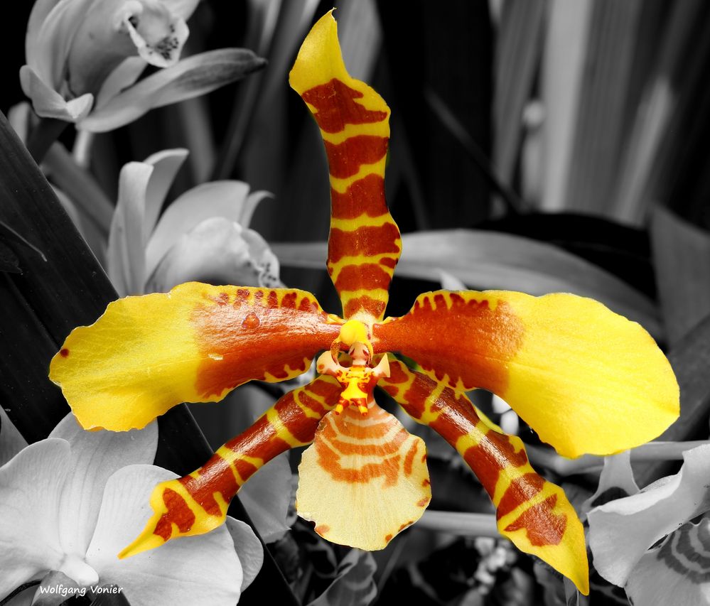 Orchidee