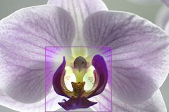 Orchidee