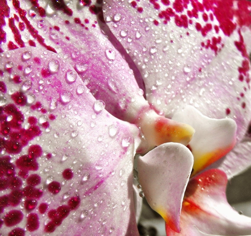 Orchidee