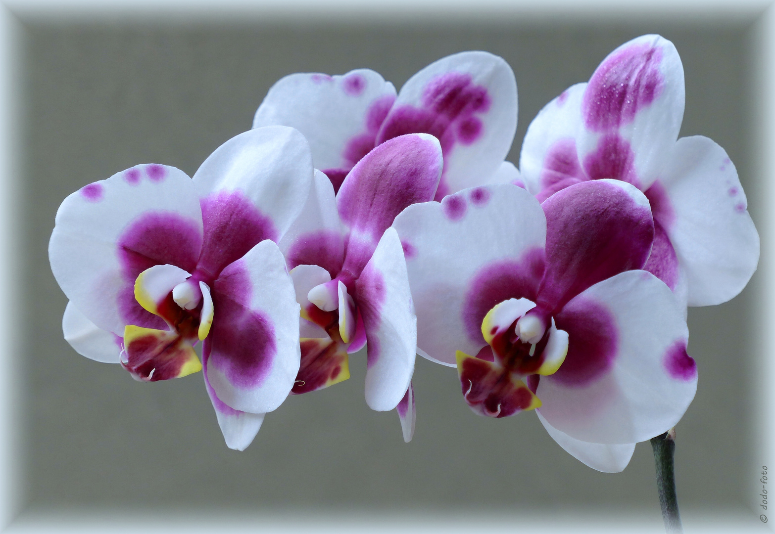 °° ORCHIDEE °°