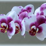 °° ORCHIDEE °°