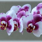 °° ORCHIDEE °°