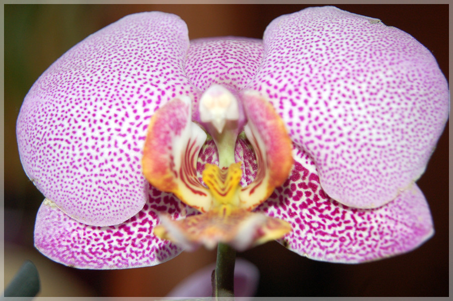 Orchidee