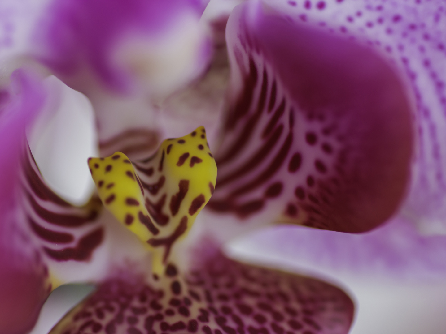 Orchidee