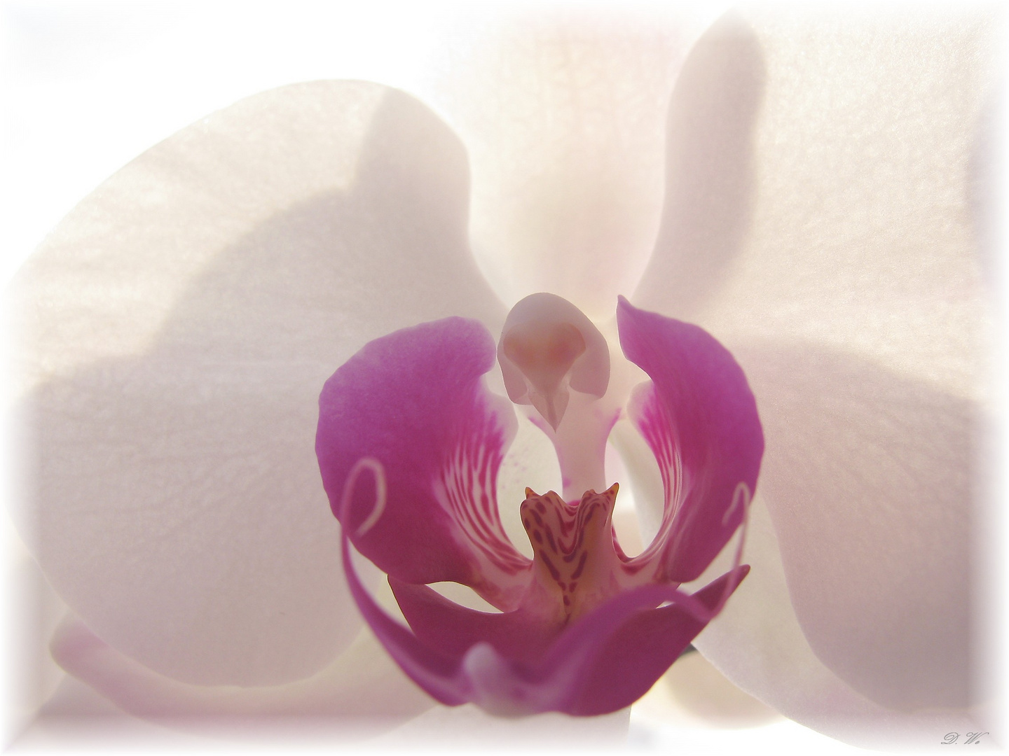 Orchidee