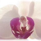 Orchidee