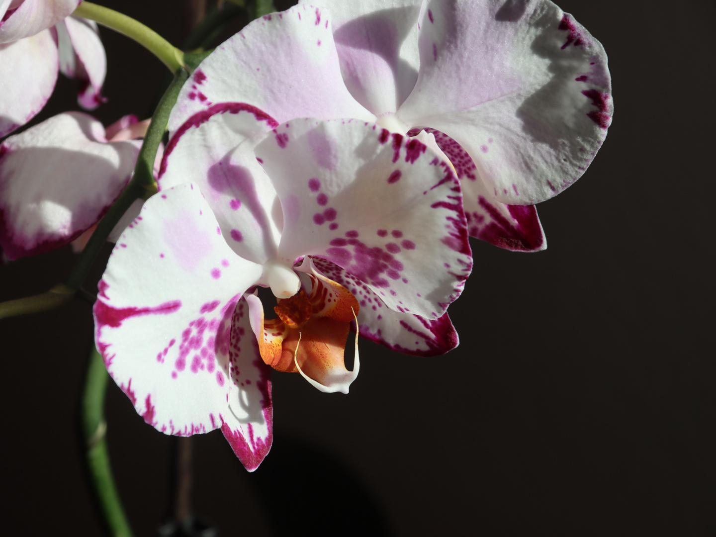 Orchidee