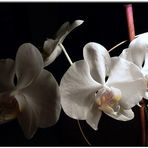 Orchidee