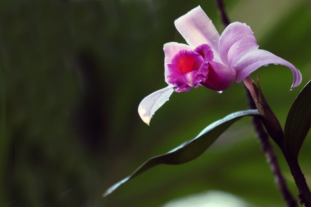 Orchidee