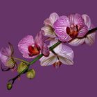 orchidee