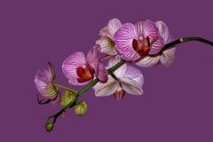 orchidee