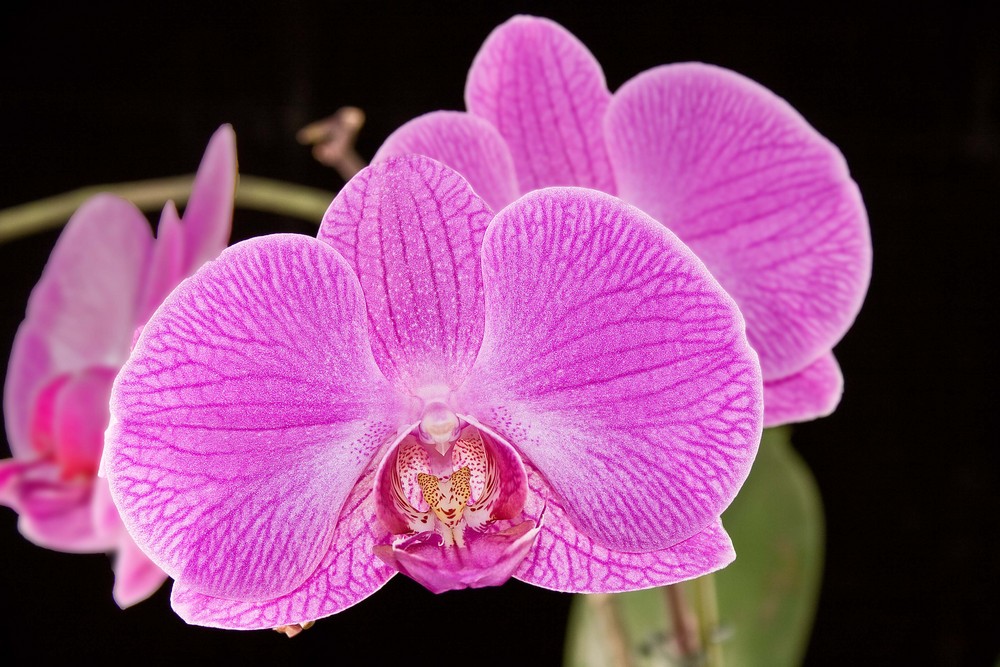 Orchidee