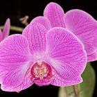 Orchidee