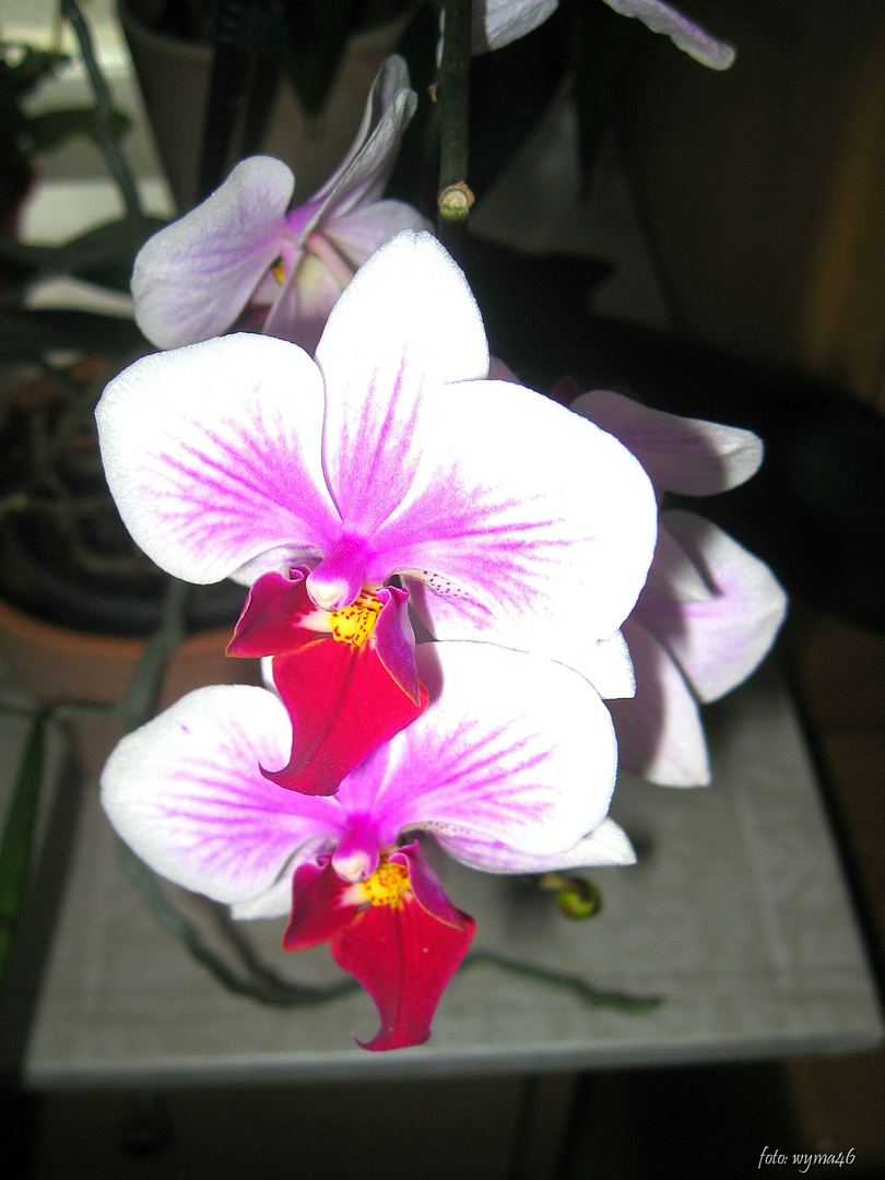 Orchidee 3