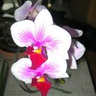 Orchidee 3