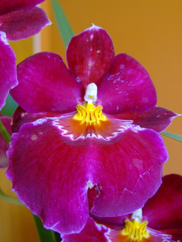 Orchidee 3